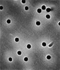 通徑蝕刻的聚碳酸酯過濾膜（SPI-Pore Polycarbonate Track Etch Membrane Filters）